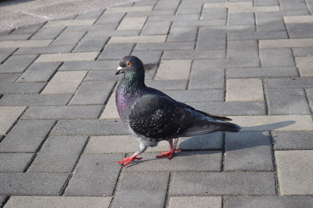 在门司港港口拍摄散步的鸽子